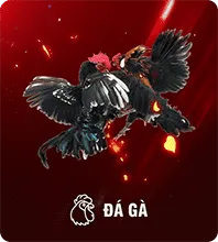 DG