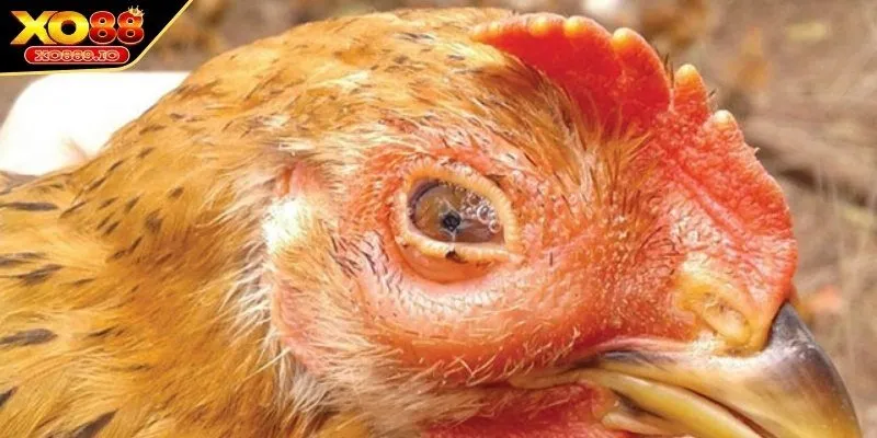 Bệnh ORT trên gà được hiểu ra sao?