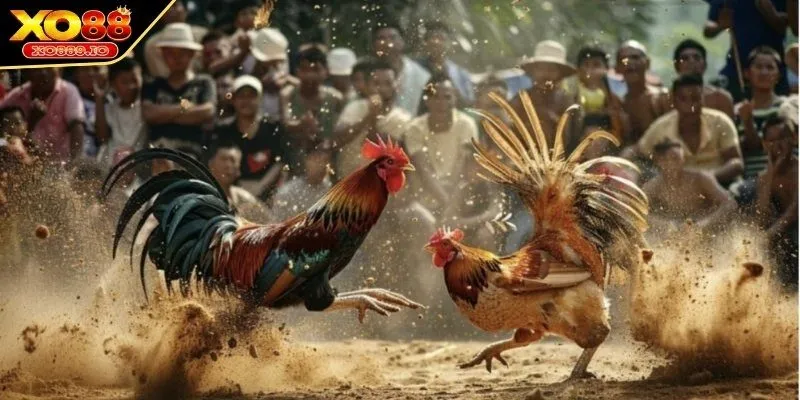 Đôi nét về luật đá gà miền Nam