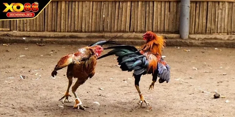 Cách nuôi gà đá không bị hốc hiệu quả nhất