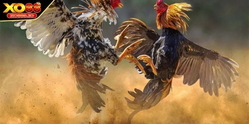 Quy trình cơ bản trong chấp tiền gà chọi